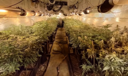 800 piante di "maria" in un capannone: arriva la Polizia