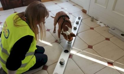 All’aeroporto di Cuneo verranno impiegati i cani “anti-Covid”