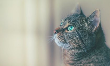 Zucchero e gocce d'acqua: la dieta salvavita di un gattino rimasto solo dopo la morte del padrone