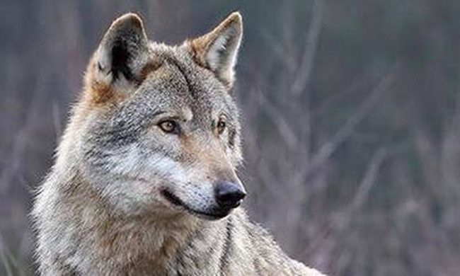 Cucciola di lupo giustiziata con una fucilata nel Canavese