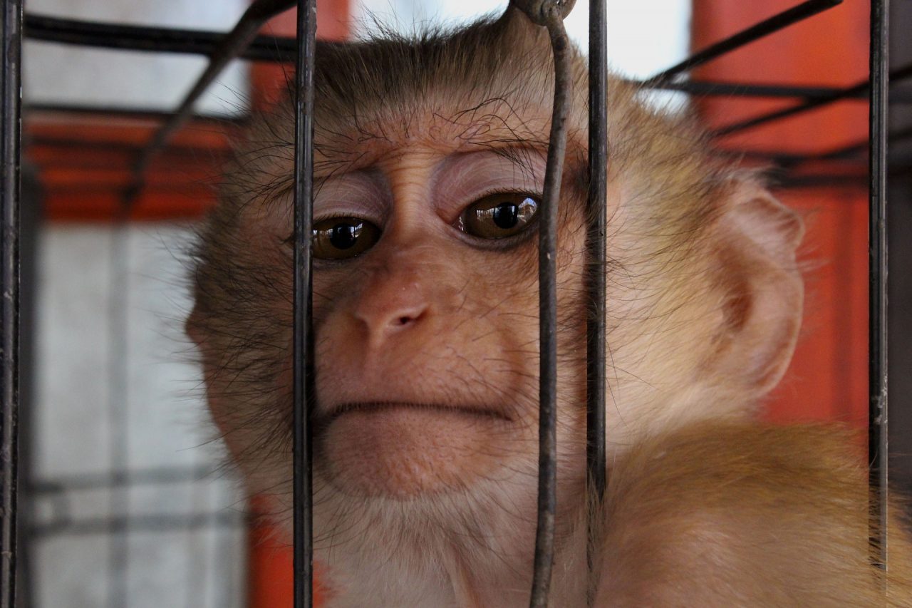 Sì a sperimentazioni invasive sui macachi: Consiglio di Stato respinge ricorso della Lav