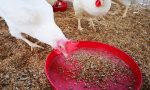 Dalle larve di mosca mangimi sostenibili per l'allevamento di polli biologici