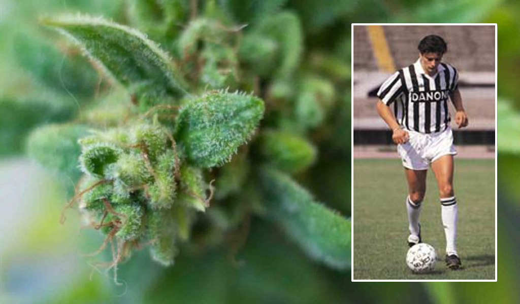 Sorpreso a coltivare 106 piante di marijuana: arrestato l’ex juventino Luigi Sartor