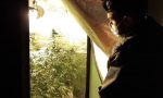 Spaccio di "erba" e piantagioni casalinghe di marijuana