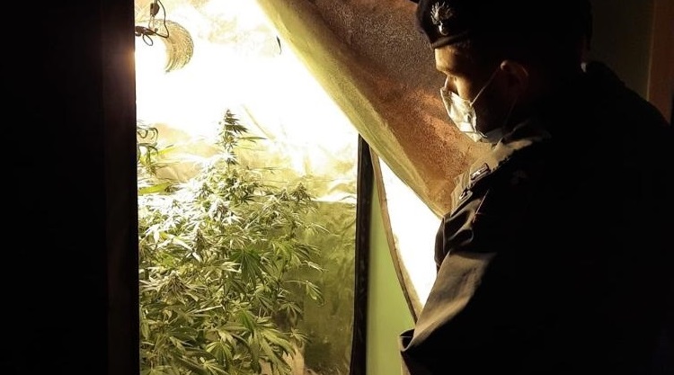 Spaccio di “erba” e piantagioni casalinghe di marijuana