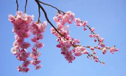 Assaggio di primavera in Piemonte, temperature fino a 20 gradi