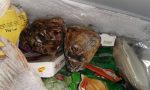 Sporcizia e merce in putrefazione in una macelleria a San Salvario: 84 chili di alimenti sequestrati