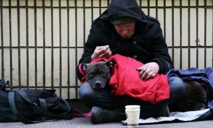 Il regolamento comunale "odia" gli animali e fa guerra agli homeless? No, l'Appendino non ci sta