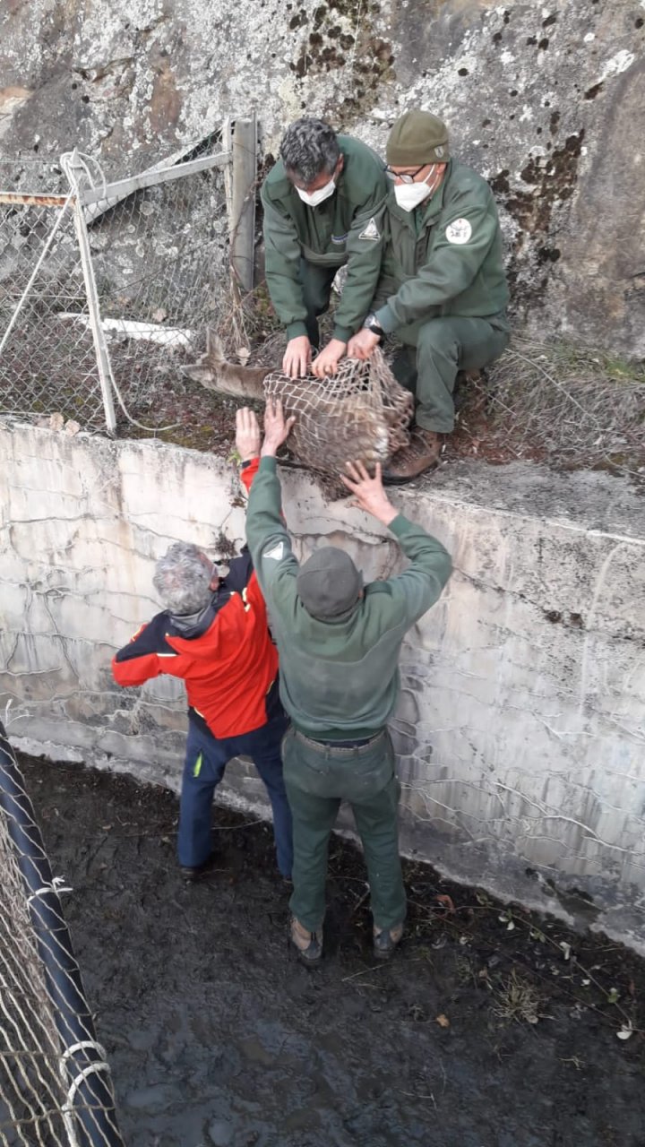 Salvato un capriolo caduto nel canale di una centrale idroelettrica