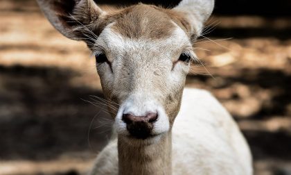 Travolgono in scooter un capriolo: l'animale muore, i ragazzi finiscono in ospedale