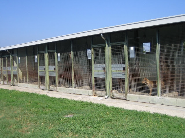 Nuovo canile di Carmagnola: più moderno e molto più accogliente