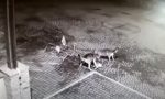 Due lupi sbranano un capriolo nella piazza centrale del paese sotto l'occhio delle telecamere