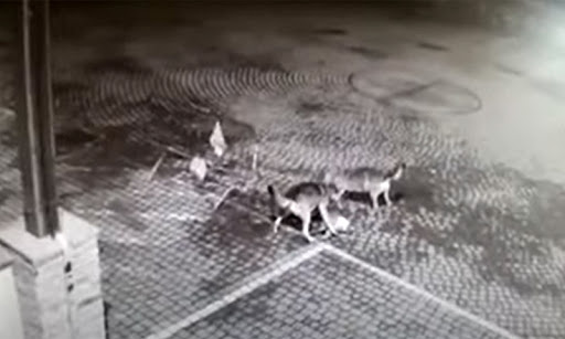 Due lupi sbranano un capriolo nella piazza centrale del paese sotto l’occhio delle telecamere