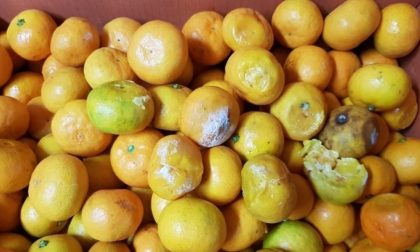 Limoni e mandarini ricoperti di muffa in vendita al mercato di Porta Palazzo