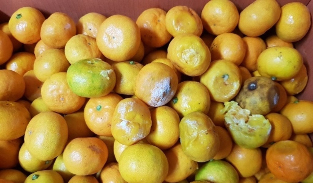 Limoni e mandarini ricoperti di muffa in vendita al mercato di Porta Palazzo