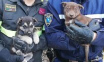 Le foto dei due cagnolini rimasti intrappolati in una tubazione e salvati dai Vigili del fuoco