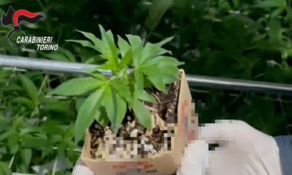Droga, coltivava marijuana in cantina
