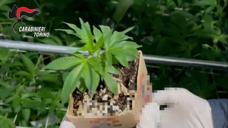 Droga, coltivava marijuana in cantina