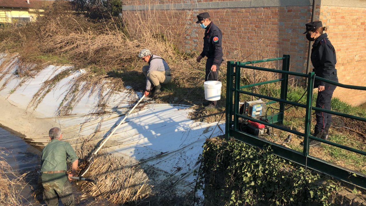 Le foto e il video delle centinaia di pesci salvati nel Canale Gazzelli dai tecnici della Città Metropolitana