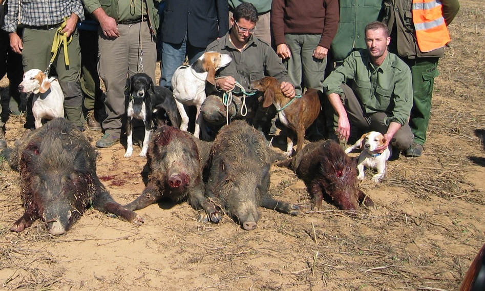 La carne degli animali uccisi nei “piani di contenimento” va agli enti di assistenza e solidarietà sociale