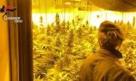 Giungla di marijuana in un casolare abbandonato: 600 piante!