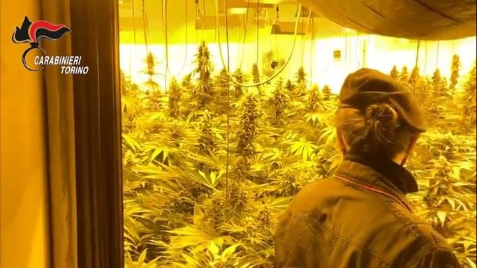 Giungla di marijuana in un casolare abbandonato: 600 piante!