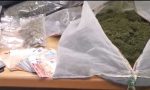 Maxi-sequestro a Bosconero: oltre 500 piante di marijuana e 17 chili di "erba" già raccolta