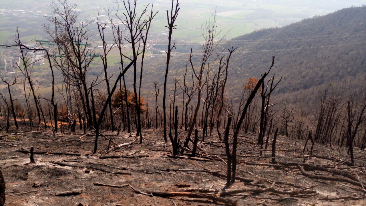 Rimboschimenti sul Musinè: tecnici al lavoro per ovviare ai danni dei recenti incendi