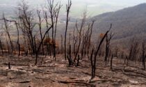 Rimboschimenti sul Musinè: tecnici al lavoro per ovviare ai danni dei recenti incendi