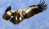 In Valle di Lanzo sono tornati gli avvoltoi (ed è merito dell'uomo)