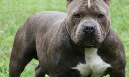 Pitbull aggredisce i padroni: marito e moglie finiscono ricoverati al Cto di Torino