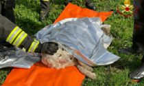 Cane in difficoltà nel torrente Pellicciotto: salvato dai Vigili del Fuoco