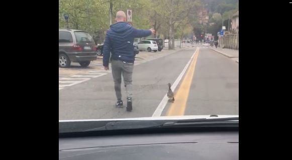 I vigili scortano mamma anatra e il suo anatroccolo per attraversare senza pericoli