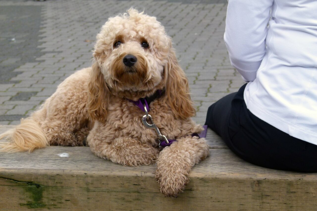 Quelle con il cane non erano solo passeggiate: arrestato “dog pusher”