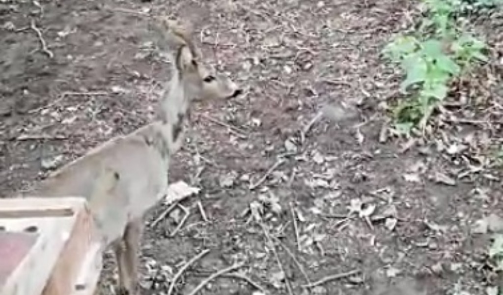 La storia a lieto fine del capriolo salvato dai Carabinieri Forestali a Moncalieri