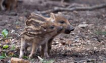 Recuperati i piccoli cinghiali del Parco di San Vito: saranno svezzati, sterilizzati e affidati a un centro faunistico