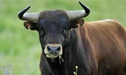 Perde la vita incornato da un toro: inutili i soccorsi per un agricoltore 71enne