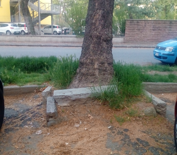 Viale alberato di via Foglizzo: slalom tra marciapiedi rotti e radici