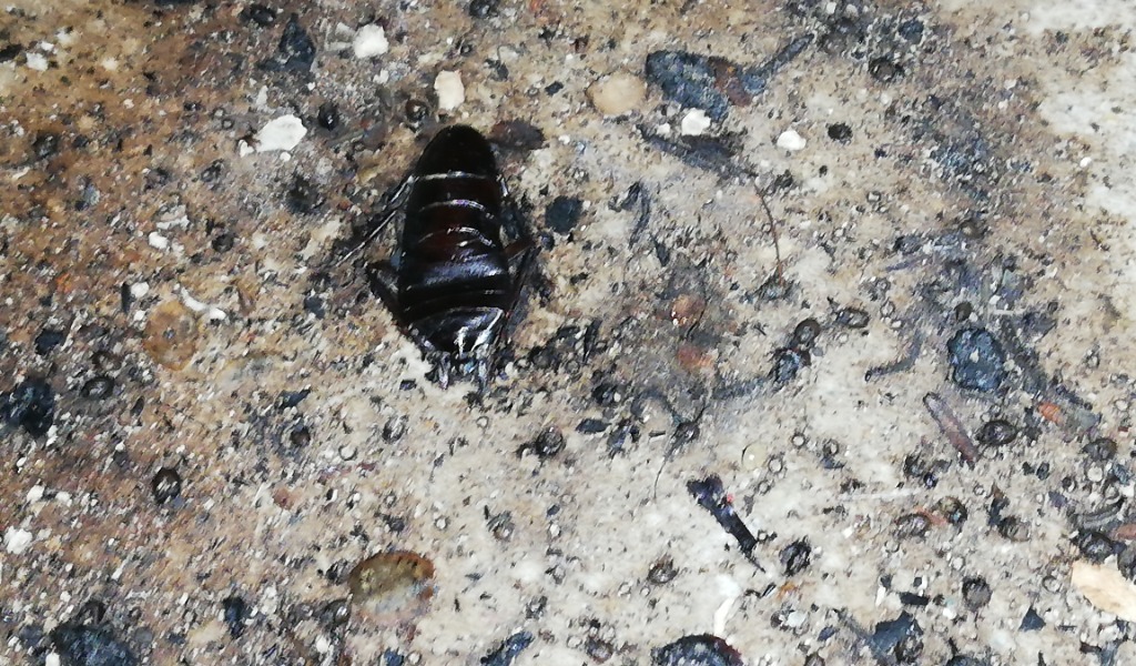 Nella cucina del ristorante insetti morti e un uccello che svolazza: sequestrati oltre 65 chili di alimenti