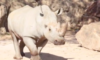 Bioparco Zoom: a far compagnia al rinoceronte John è arrivato il cucciolo Rami