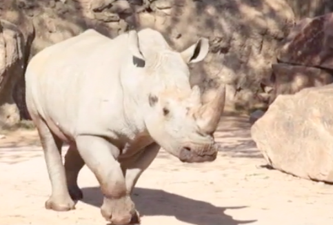 Bioparco Zoom: a far compagnia al rinoceronte John è arrivato il cucciolo Rami