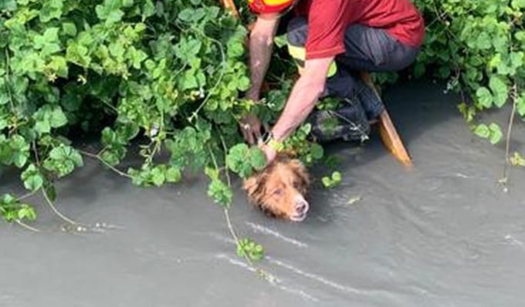 Le foto del cane caduto in un canale e trascinato dalla corrente per un chilometro