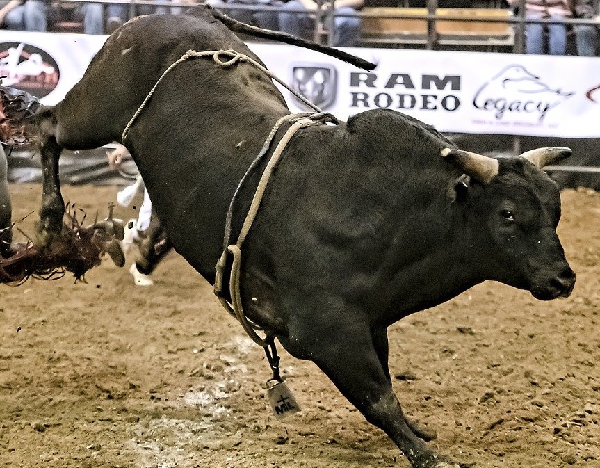 Tori da rodeo in fuga: quattro sono ancora ricercati