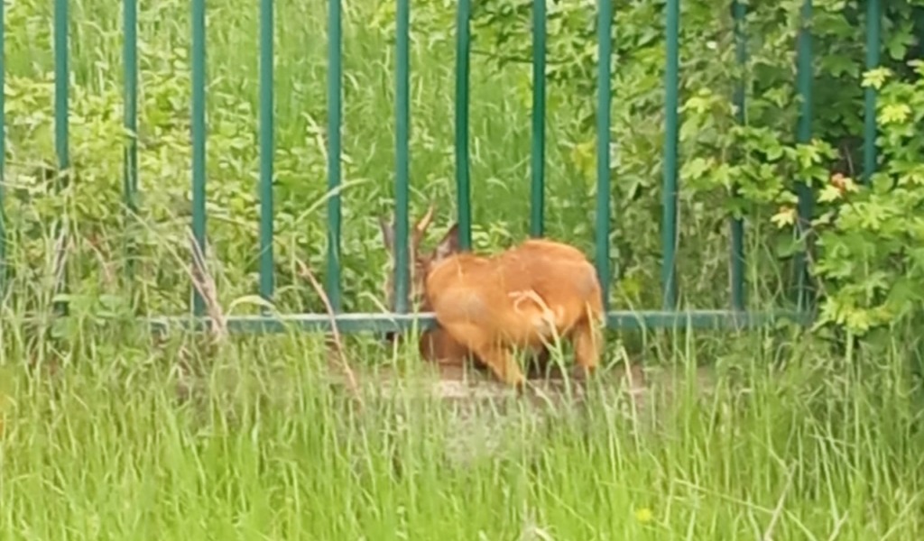 Capriolo incastrato nella cancellata dell’Istituto Candiolo, salvato e liberato nell’ambiente naturale