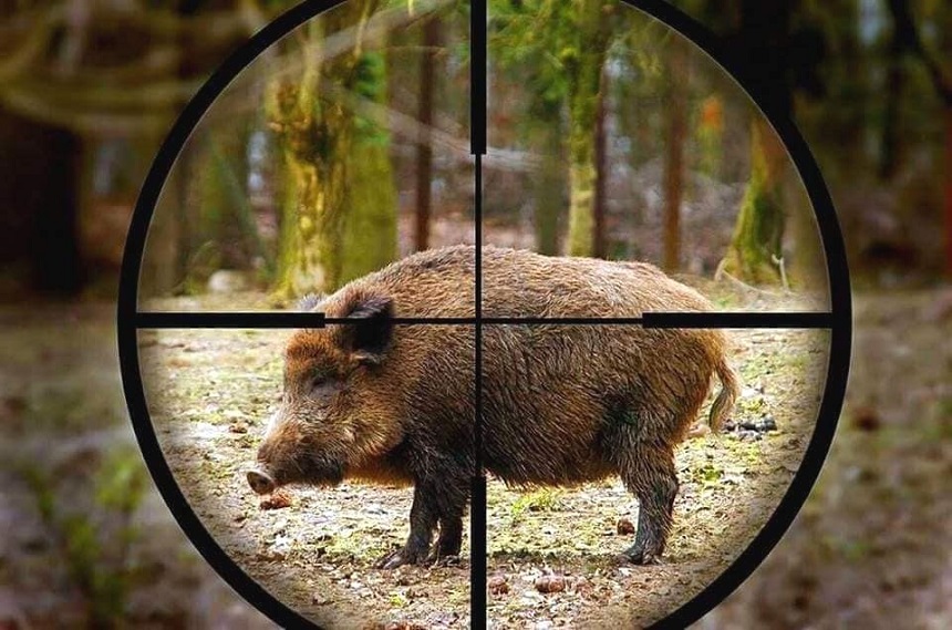 Animalisti d’assalto difendono i cinghiali: “Tutta colpa dei cacciatori”