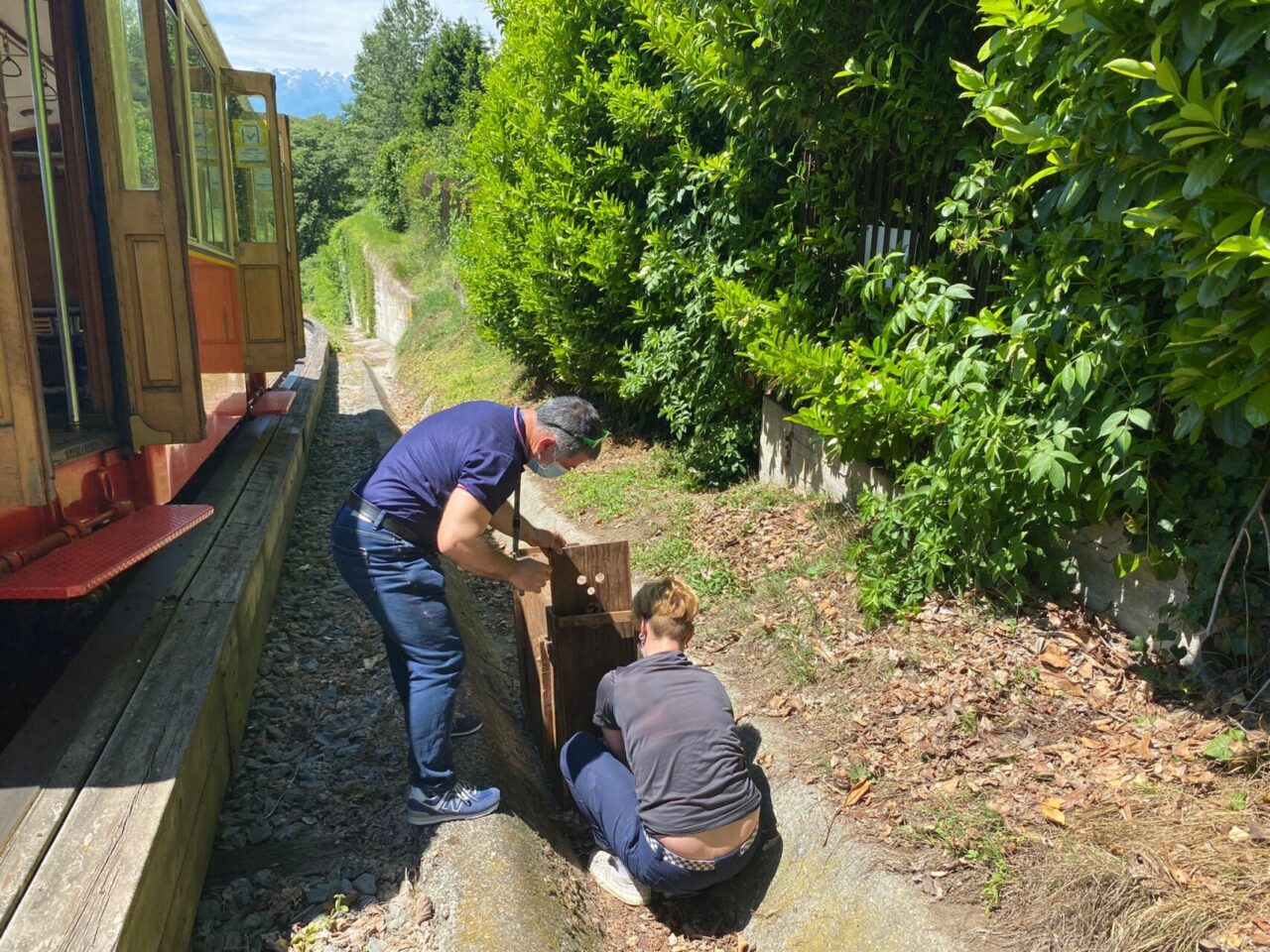 Salvato un capriolo in difficoltà sulla Sassi-Superga