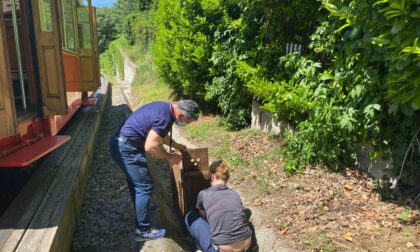 Salvato un capriolo in difficoltà sulla Sassi-Superga