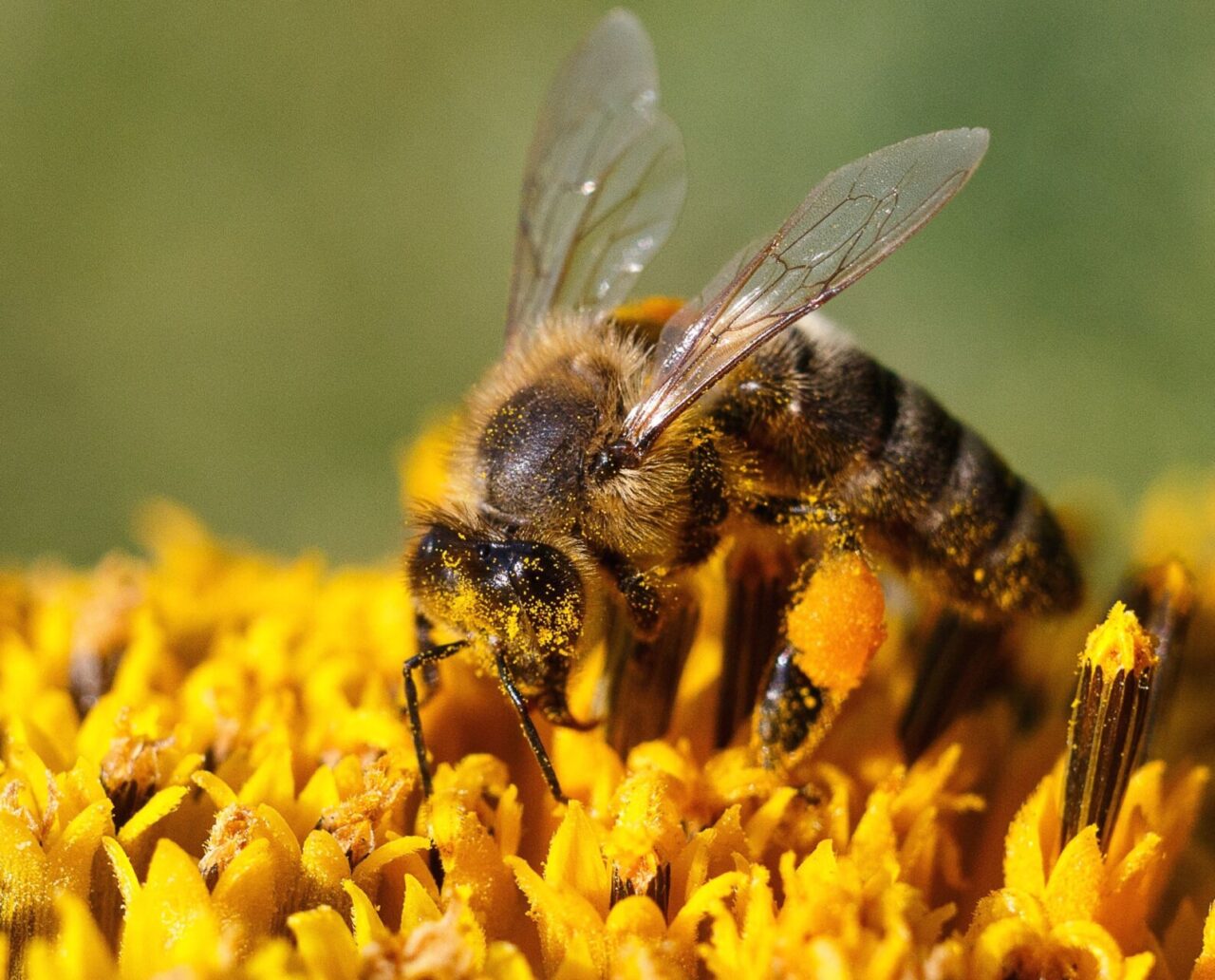 La ricerca di UniTo: il nuovo pesticida “amico delle api” in realtà le uccide