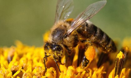La ricerca di UniTo: il nuovo pesticida "amico delle api" in realtà le uccide