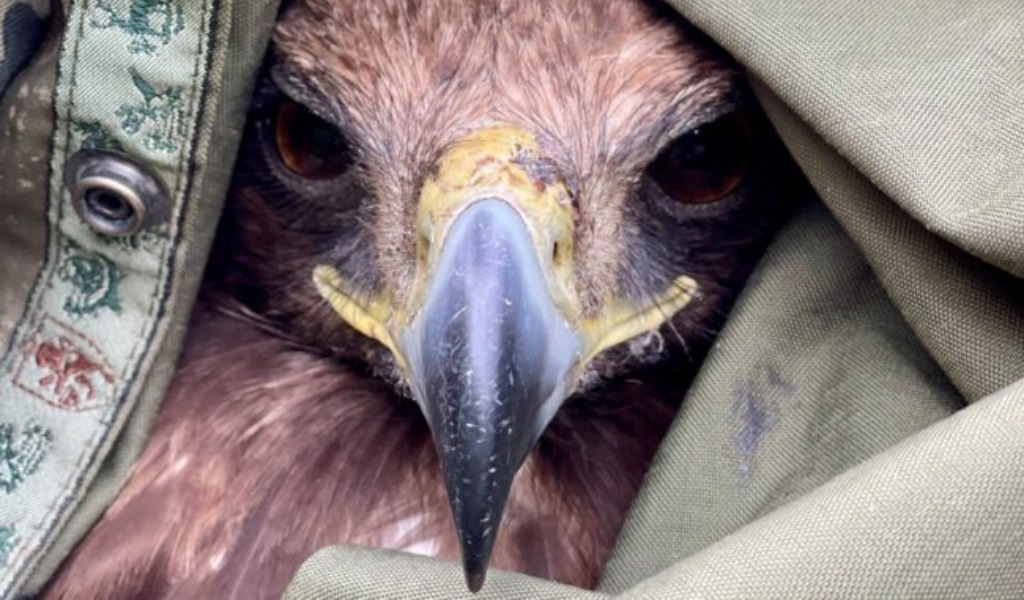 Le foto dell’aquila reale ferita salvata dai guardaparco del Gran Paradiso